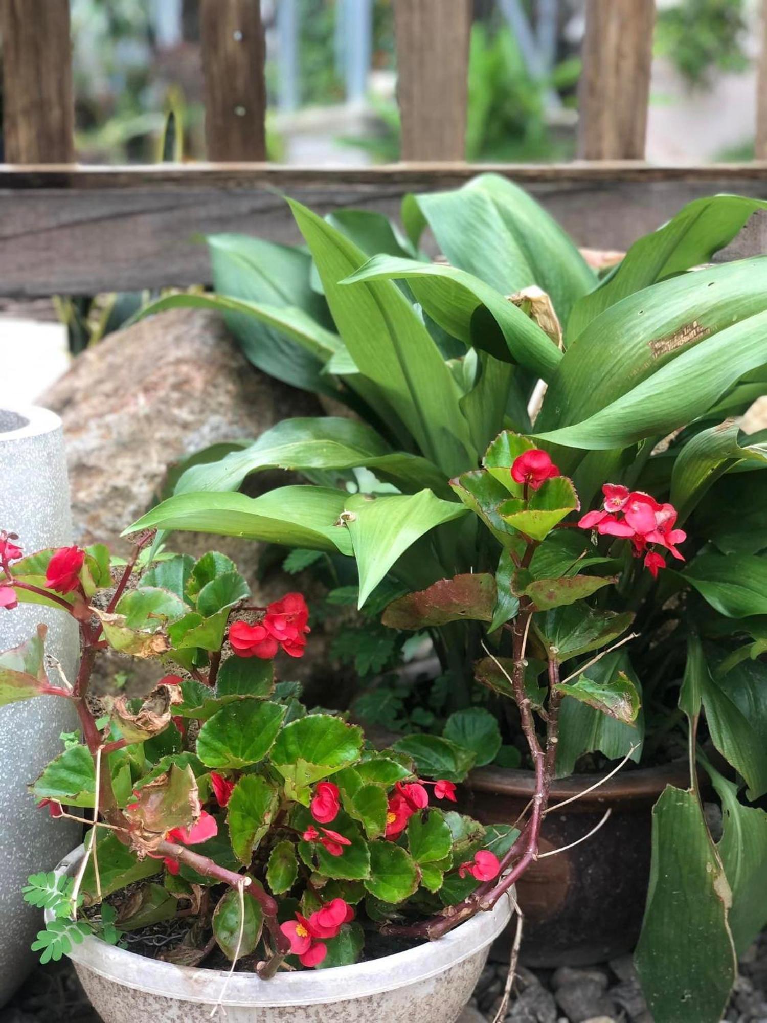 Tran Gia Homestay Nghia Lo المظهر الخارجي الصورة